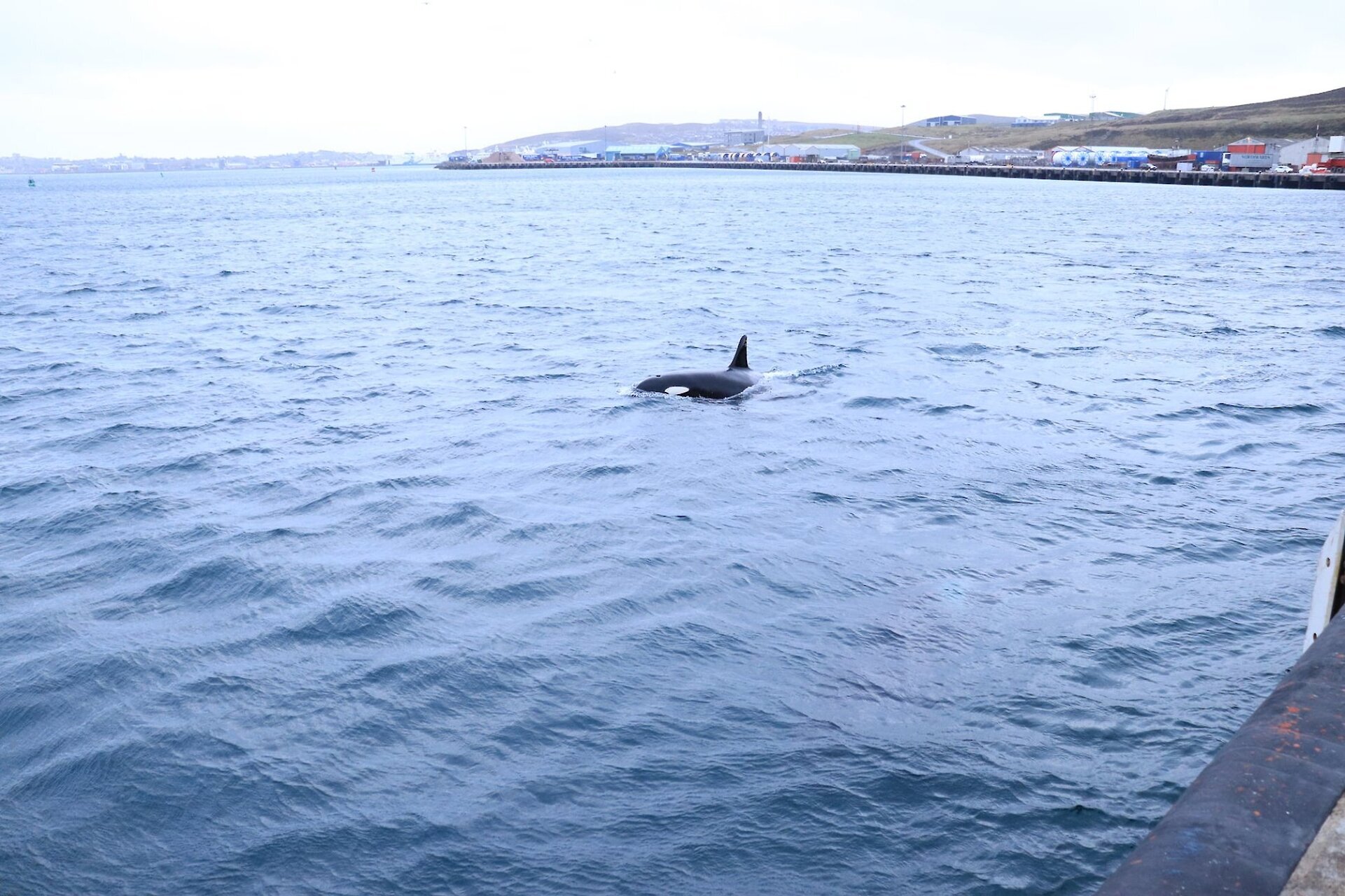 Orcas are inceasingly frequent visitors to Lerwick Harbour that we are delighted to work around.